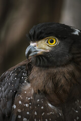 Fototapeta premium Elang Ular Birdo or Spilornis is an Asian bird and Aves class