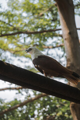Elang Bondol or Haliastur indus, is the mascot of Jakarta, Indonesia. They are aves class and Accipitridae family