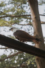 Elang Bondol or Haliastur indus, is the mascot of Jakarta, Indonesia. They are aves class and Accipitridae family