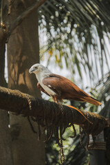 Elang Bondol or Haliastur indus, is the mascot of Jakarta, Indonesia. They are aves class and Accipitridae family