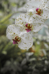 An aesthetic close up white orchid flower blooms beautifully with blurred background