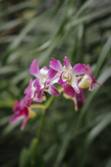 close up purple orchid in the garden with blurry background