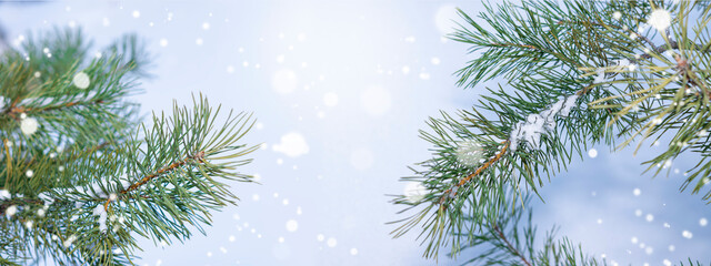 Branches of a blue spruce in the snow. Winter panoramic background with bokeh for wallpaper