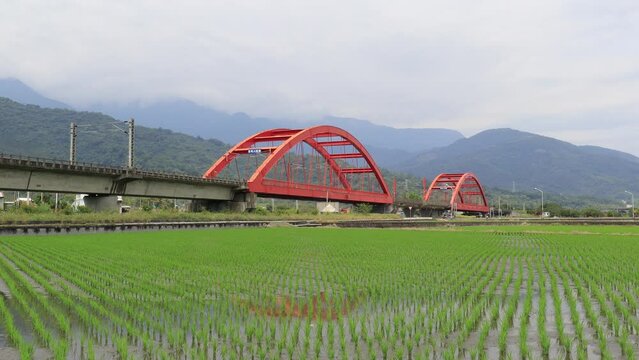A Tze-Chiang express train traveling through beautiful Kecheng Iron Bridge over newly transplanted rice shoots in the flooded green paddy fields with mountains in background in Yuli, Hualien, Taiwan