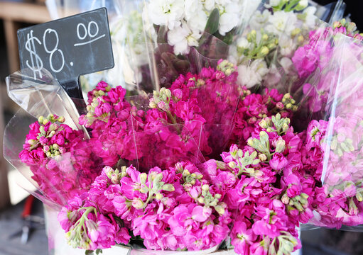 pink mattiola bouquet