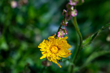 Hieracium villosum flower growing in mountains	