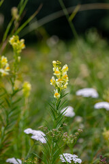 Linaria vulgaris flower growing in mountains	