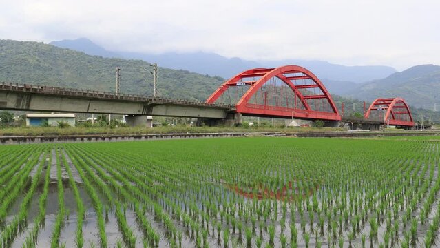 A Tze-Chiang express train traveling through beautiful Kecheng Iron Bridge over newly transplanted rice shoots in the flooded green paddy fields with mountains in background in Yuli, Hualien, Taiwan