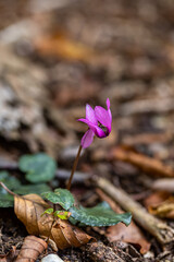 Cyclamen purpurascens flower growing in forest, close up	