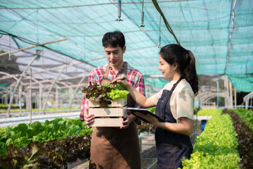 Asian farmer using hand holding tablet and organic vegetables hydroponic in greenhouse plantation. Female hydroponic salad vegetable garden owner working.