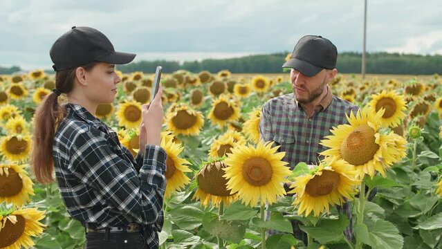 Countryside, man and woman farmers are standing in a field of sunflowers and takes pictures of yellow flowers on a smartphone, investigating plants.