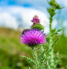 Beautiful wild flower winged bee on background foliage meadow