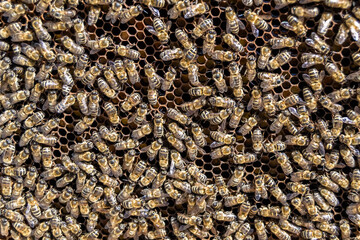 Abstract hexagon structure is honeycomb from bee hive filled