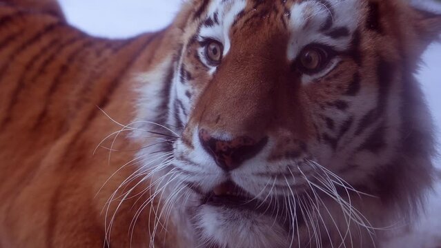 4k120 fps super slow motion video of big male Siberian tiger, panthera tigris altaica in cold winter forest after snowfall , national park Leopard Land, filmed on Nikon z9 high quality 8k camera