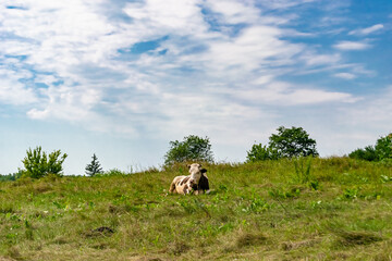 beautiful big milk cow grazes on green meadow under blue sky