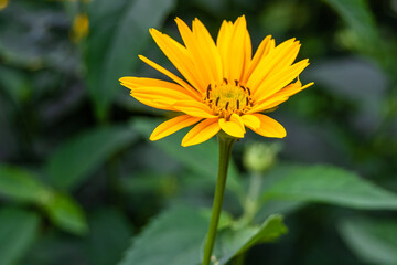 Fine wild growing flower aster false sunflower on background meadow