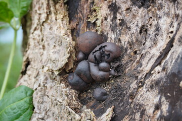 A close-up of a collection of Daldinia concentrica, also known as King Alfred's cake, cramp balls and coal mould hiding on the surface of weathered bark