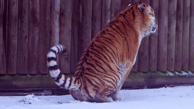 4k120 fps super slow motion video of big male Siberian tiger, panthera tigris altaica in cold winter forest after snowfall , national park Leopard Land, filmed on Nikon z9 high quality 8k camera
