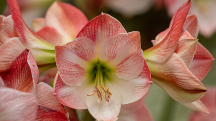Amaryllis flowers in full bloom looking stately and bold.  