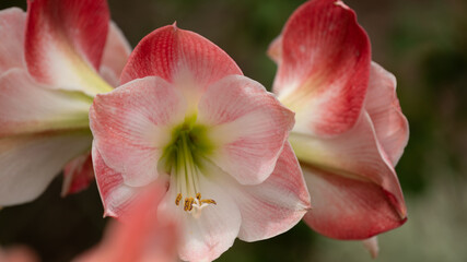 Fototapeta na wymiar Amaryllis flowers in full bloom looking stately and bold. 