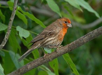 An adult male House Finch on a perch.