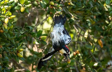 An Acorn Woodpecker is hard at work harvesting acorns in Los Angeles Ca. 