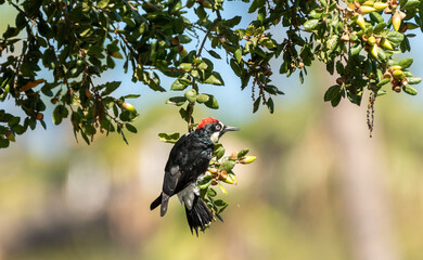 An Acorn Woodpecker is hard at work harvesting acorns in Los Angeles Ca. 