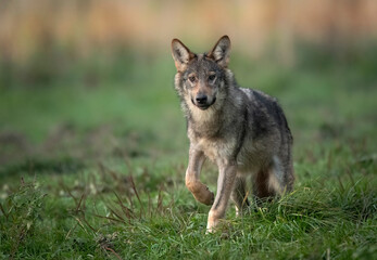 Grey wolf ( Canis lupus ) close up