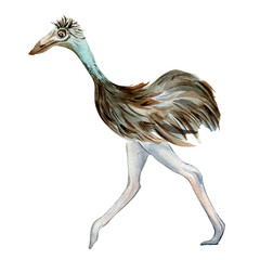 Cartoon ostrich running watercolor illustration isolated on white background. Cute Australian emu character hand drawn. Design element for print, wallpaper, textile, childish sticker, fabric, poster.