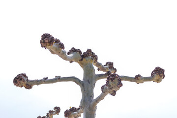 plane trees against the blue sky near the stadium in the park of Krasnodar.
