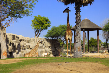 A standing and sitting giraffe under a tree in a park