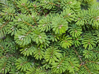 texture of the needles of the plant fir growing in a pot