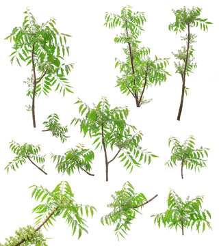 group of tree bunch isolated on white background