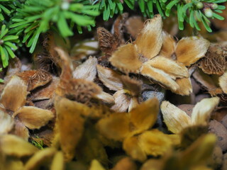 texture of the needles of the plant fir growing in a pot