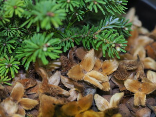 texture of the needles of the plant fir growing in a pot
