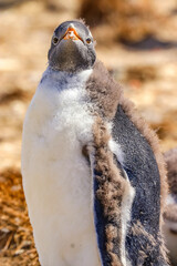 Volunteer Point, Falkland Islands, UK