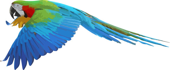 Obraz premium Colorful Harlequin macaw flying isolated on transparent background. Vector illustration png file