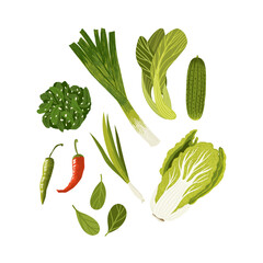 Green vegetables vector set. Chinese cabbage and komatsuna traditional ingredients of asian cuisine.