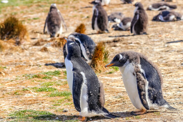Volunteer Point, Falkland Islands, UK