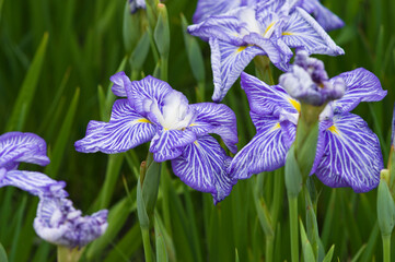 Scientific name is Iris ensata Thunb. var. ensata. 
The name of this iris ensata is Senju.