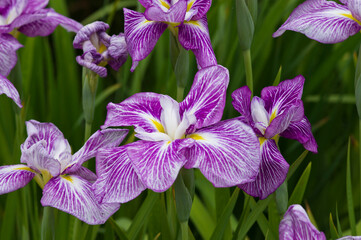 The name of this iris is Benihime.
Scientific name is Iris ensata var. ensata.