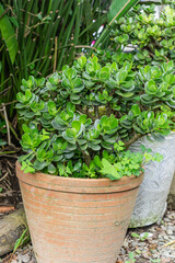 succulent plant photo