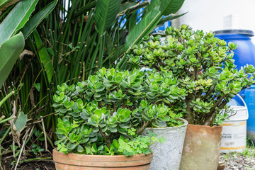 succulent plant photo