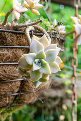 succulent plant photo