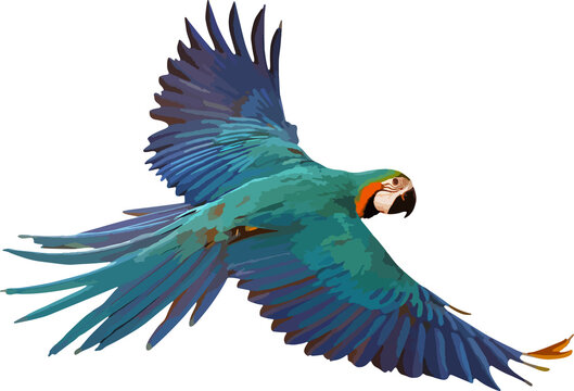 Colorful Blue and gold macaw parrot isolated on transparent background. Vector illustration png file