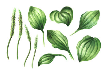 Plantain, medicinal plant elements set,  Hand drawn watercolor illustration  isolated on white background