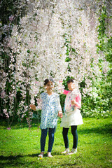 Fototapeta premium Two young asian girls in a garden surrounded by cherry blossom tree