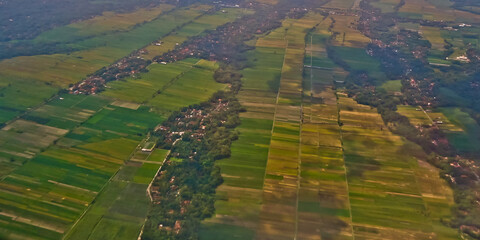 Fototapeta premium aerial view of rice fields