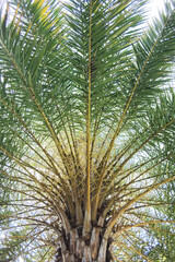 Obraz premium green leaves of palm tree for background