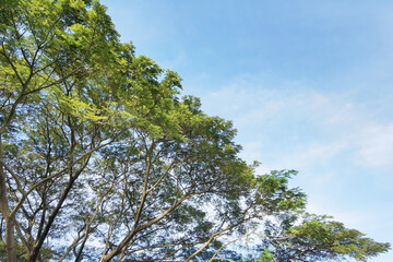 Landscape the big tree with nature background